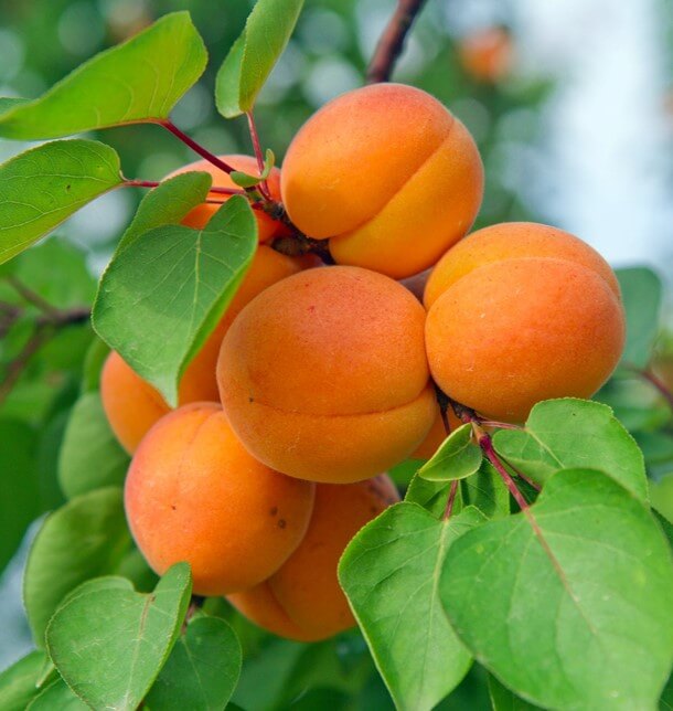 Wallaroo organic gently dried whole apricots