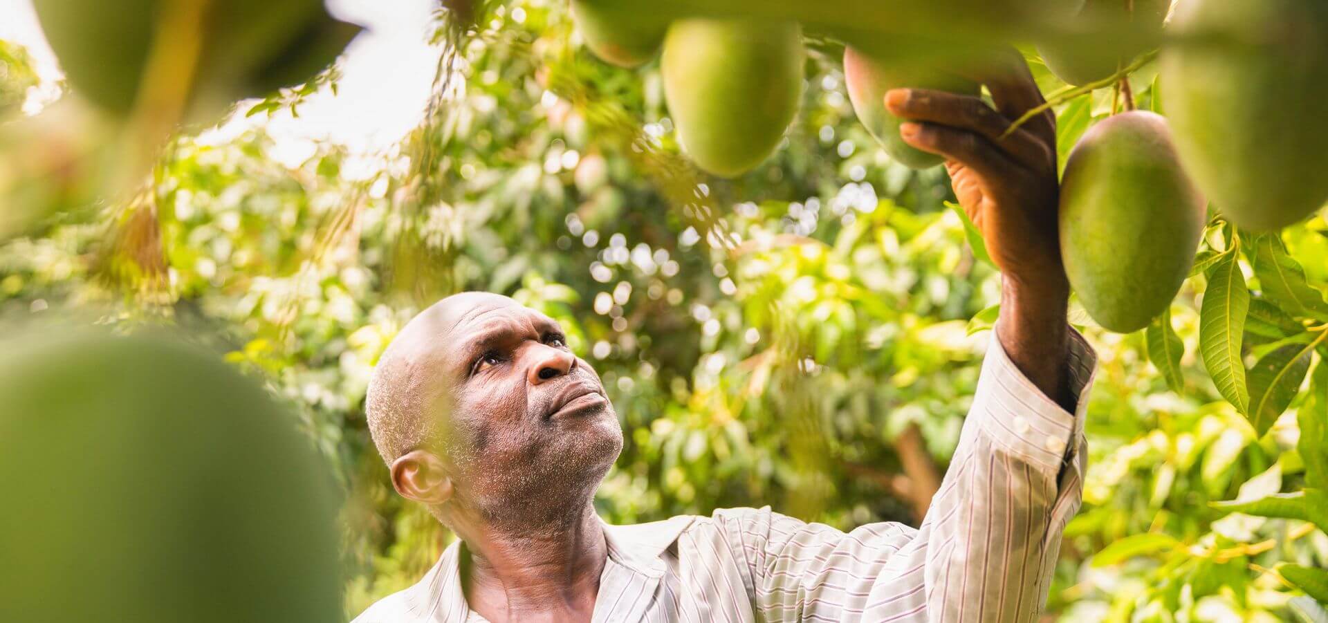 Wallaroo mango farmer