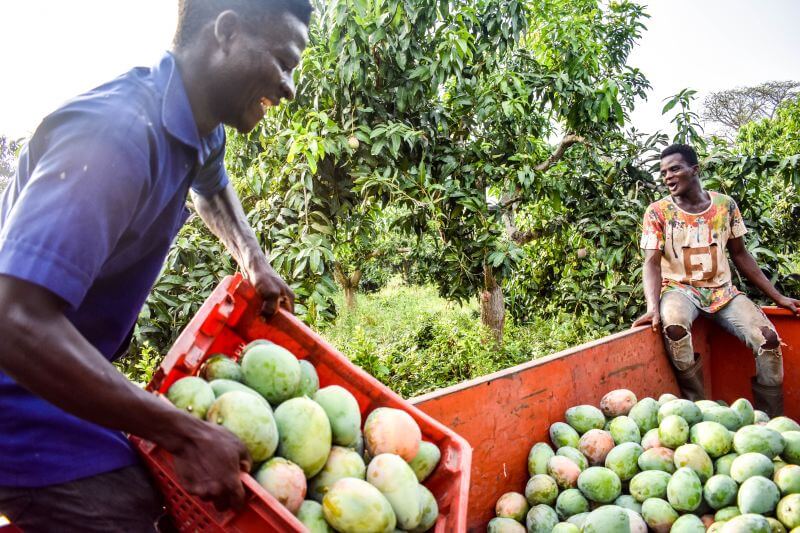 Fresh mango being loaded for drying