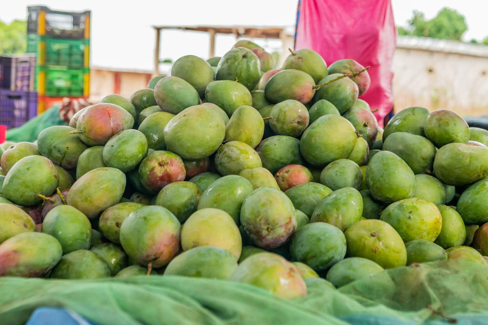 Organic mango