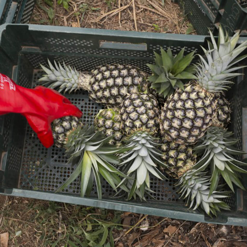 pineapple being harvested for Wallaroo snacks