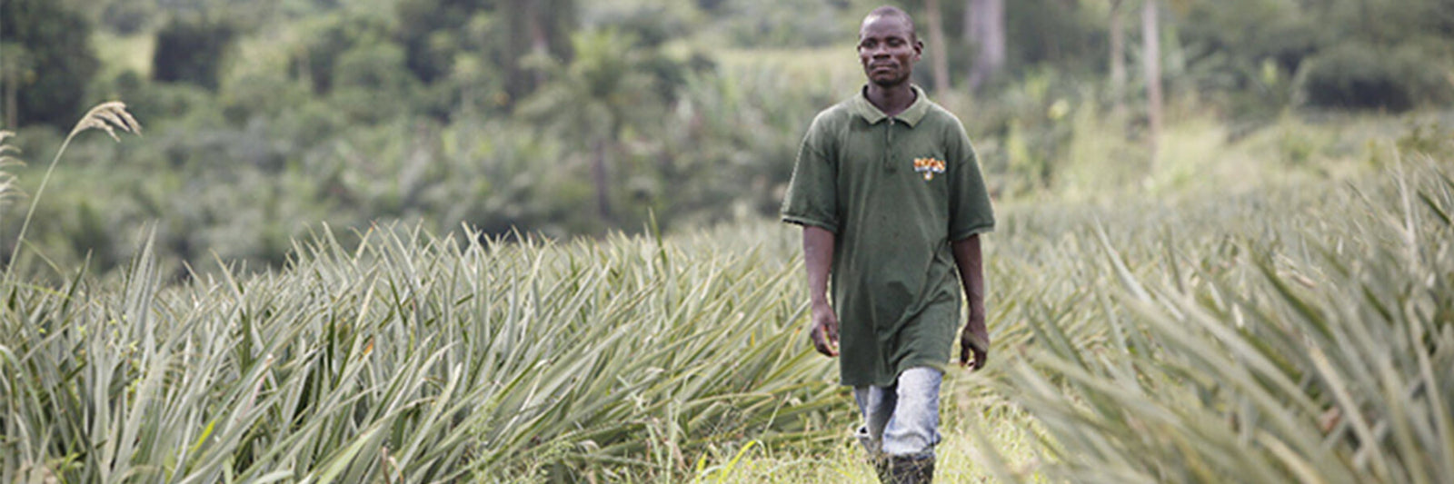 Wallaroo pineapple fields