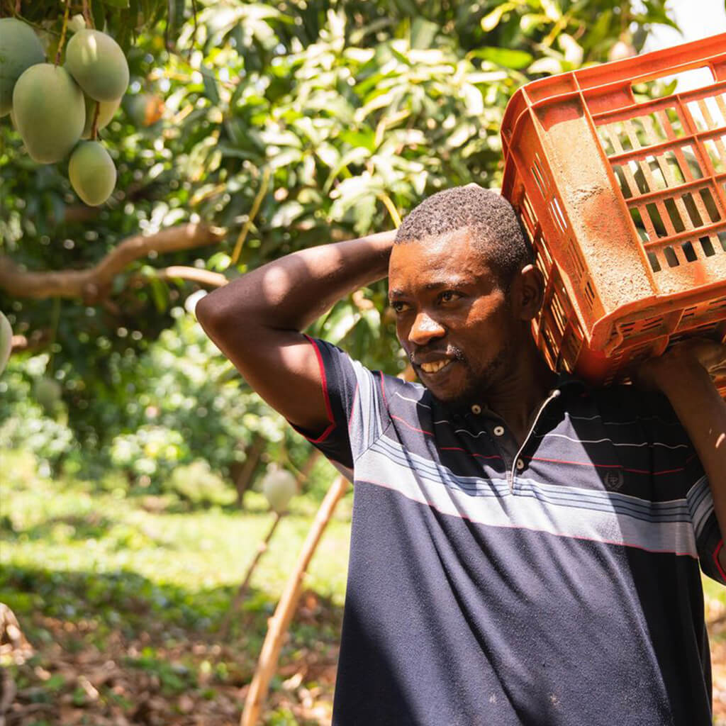 Dried Mango being carried