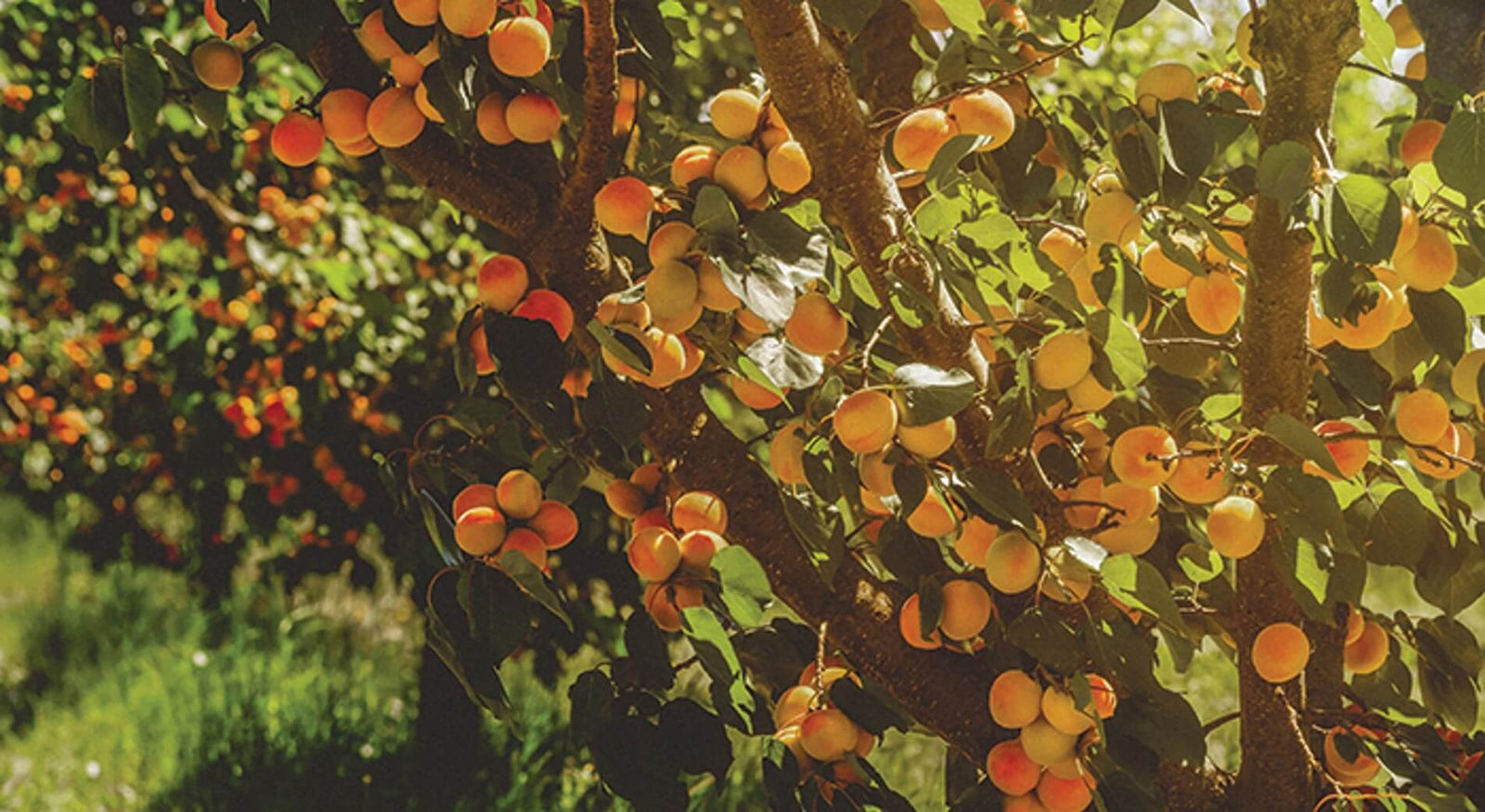 Wallaroo organic gently dried whole apricots