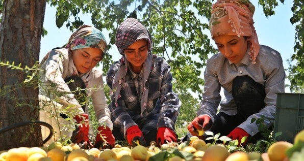 Wallaroo organic gently dried whole apricots