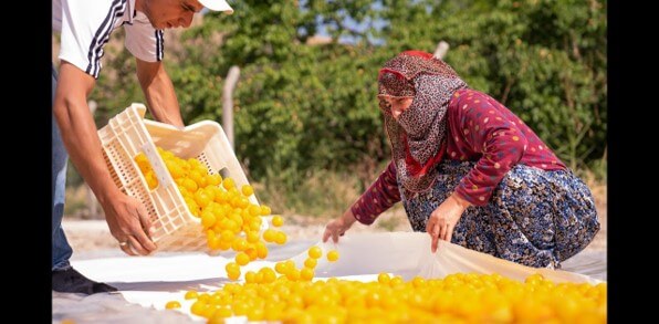 Wallaroo organic gently dried whole apricots