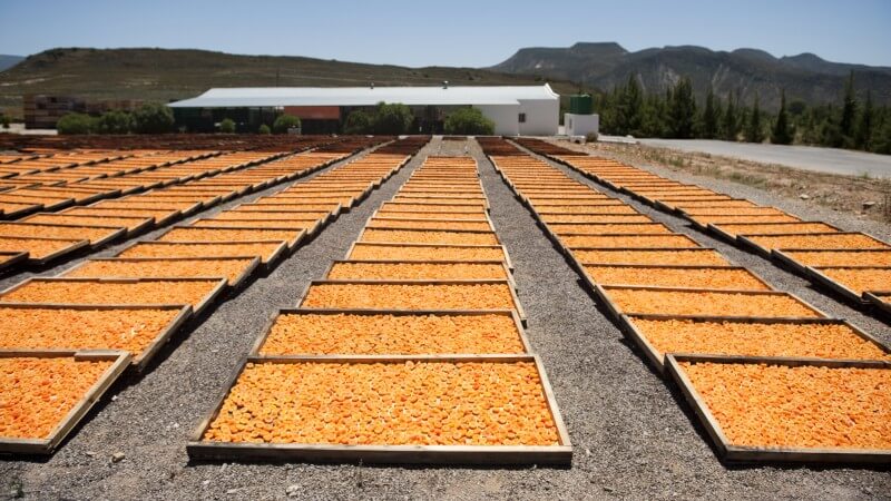 Rows of dried apricots on trays in an outdoor setting with mountains in the background