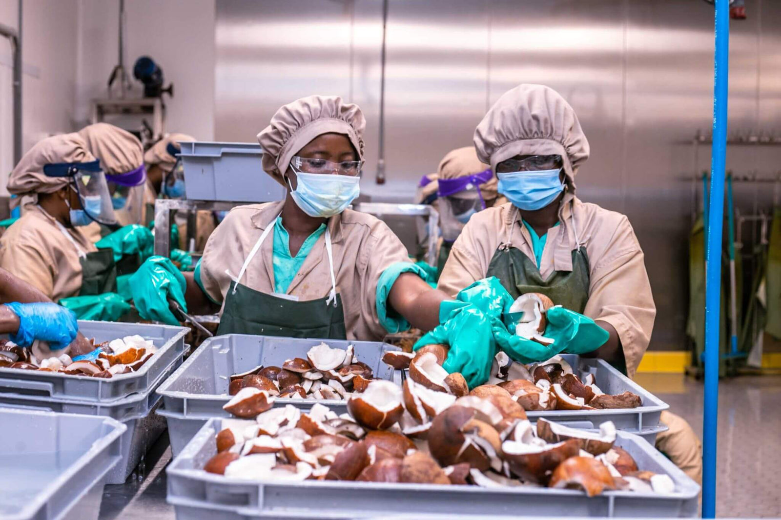 Wallaroo organic toasted coconut chips