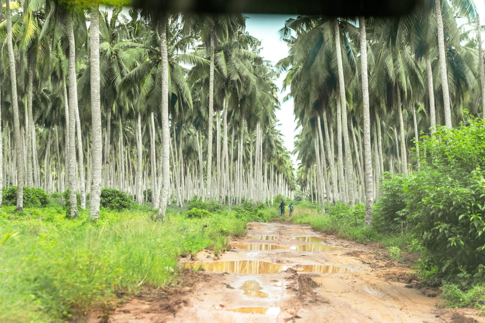 Wallaroo organic toasted coconut chips