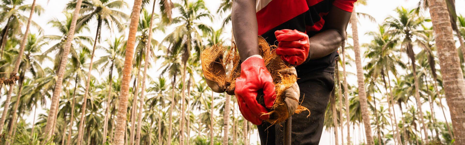 Wallaroo organic toasted coconut chips