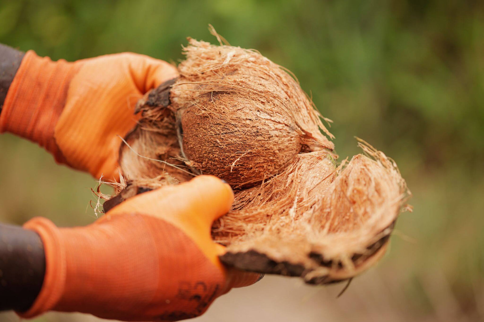 Wallaroo organic toasted coconut chips