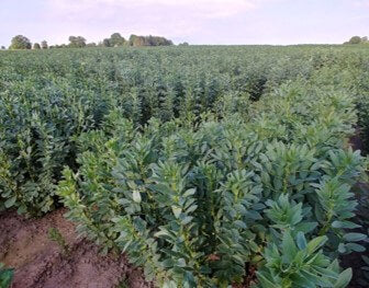 Wallaroo roasted fava bean salted snacks are grown in small community fields