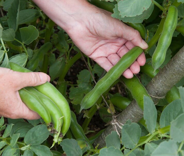Wallaroo roasted fava bean salted snacks are first plucked by hand