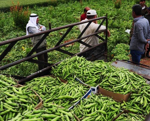 Wallaroo roasted fava bean salted snacks are grown in small community fields