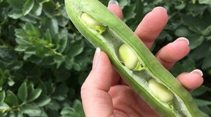 Wallaroo roasted fava bean salted snacks made from the pods inside