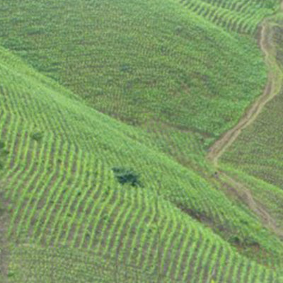 Aerial view of a green landscape with rows of corn crops