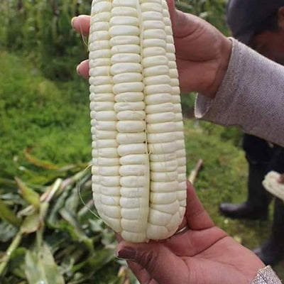 Wallaroo roasted giant corn is grown in Peru