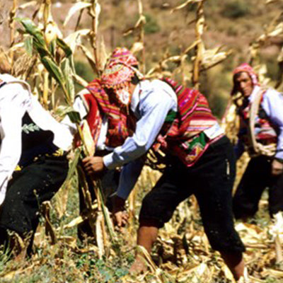 Wallaroo roasted giant corn salted snacks are harvested when ripe