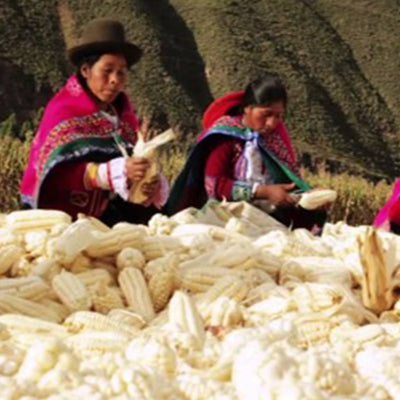 Two women sorting wallaroo giant corn in a field with traditional clothing.