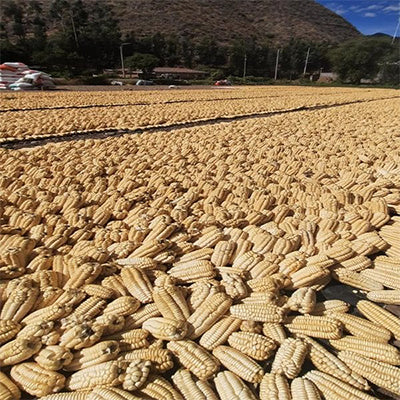 Field of harvested  wallaroo giant corn stalks with a mountainous background