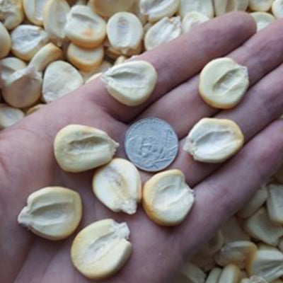 Close-up of a hand holding wallaroo giant corn with a coin for scale