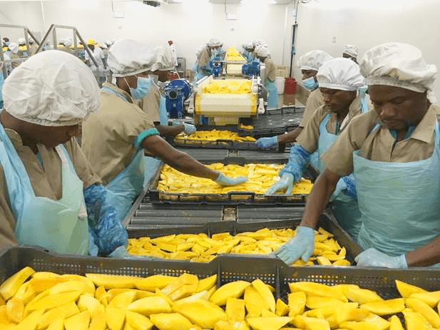 Wallaroo mango being loaded into trays for drying