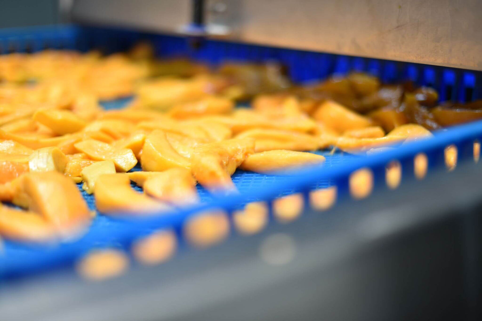 Wallaroo organic mango being dried
