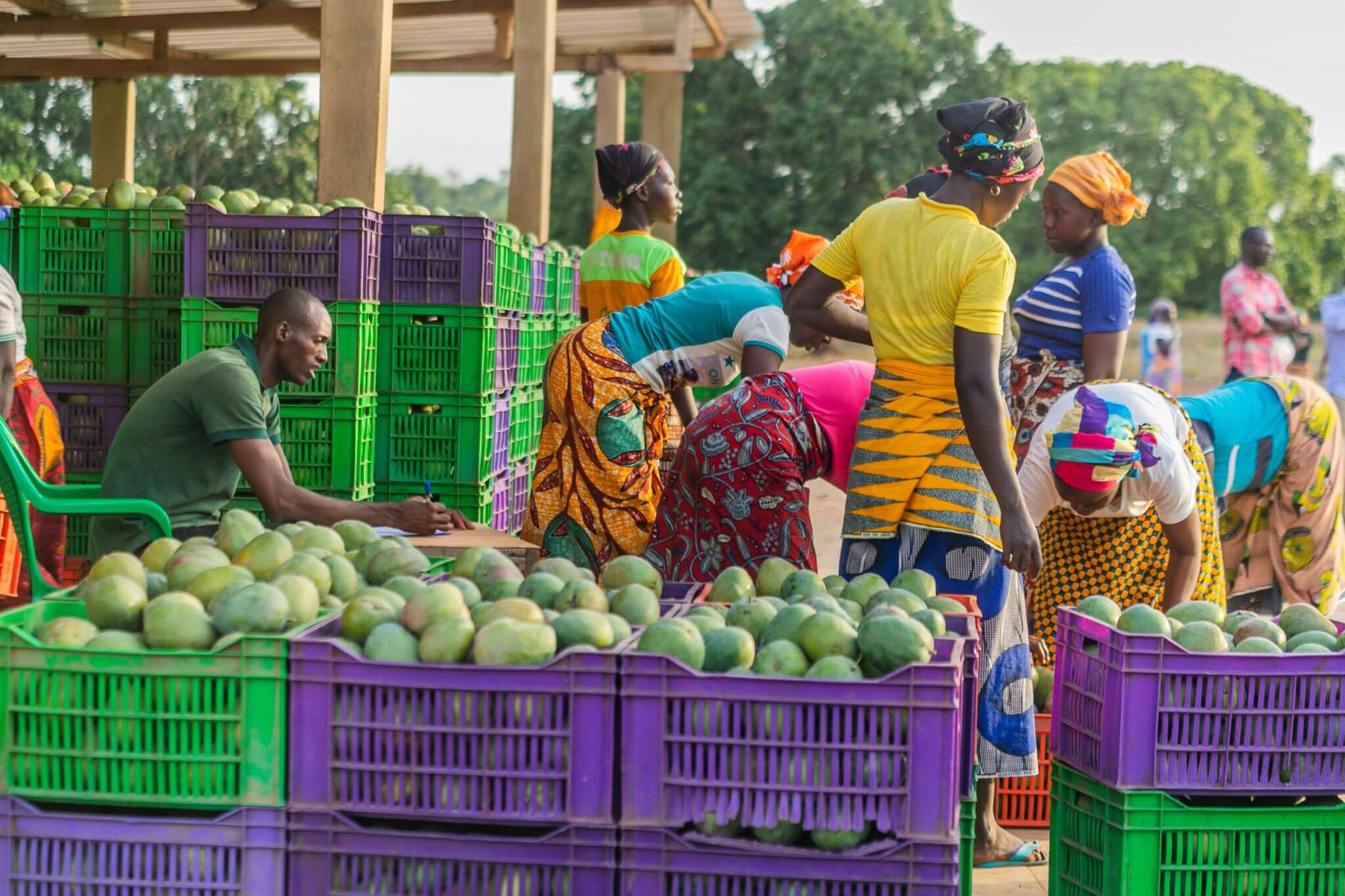 Mangoes being loaded for drying by community farmers