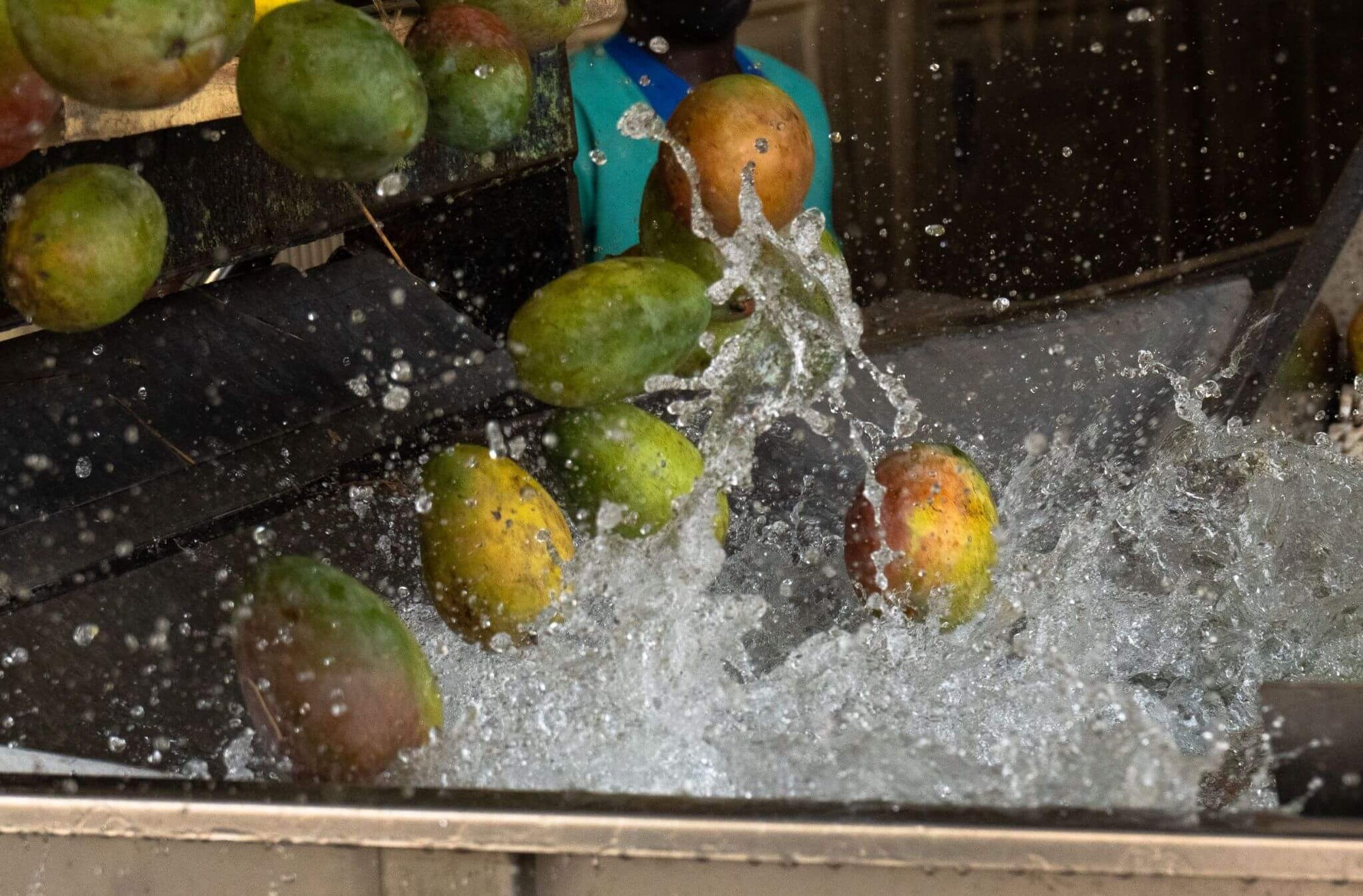 Organic mango being washed in water