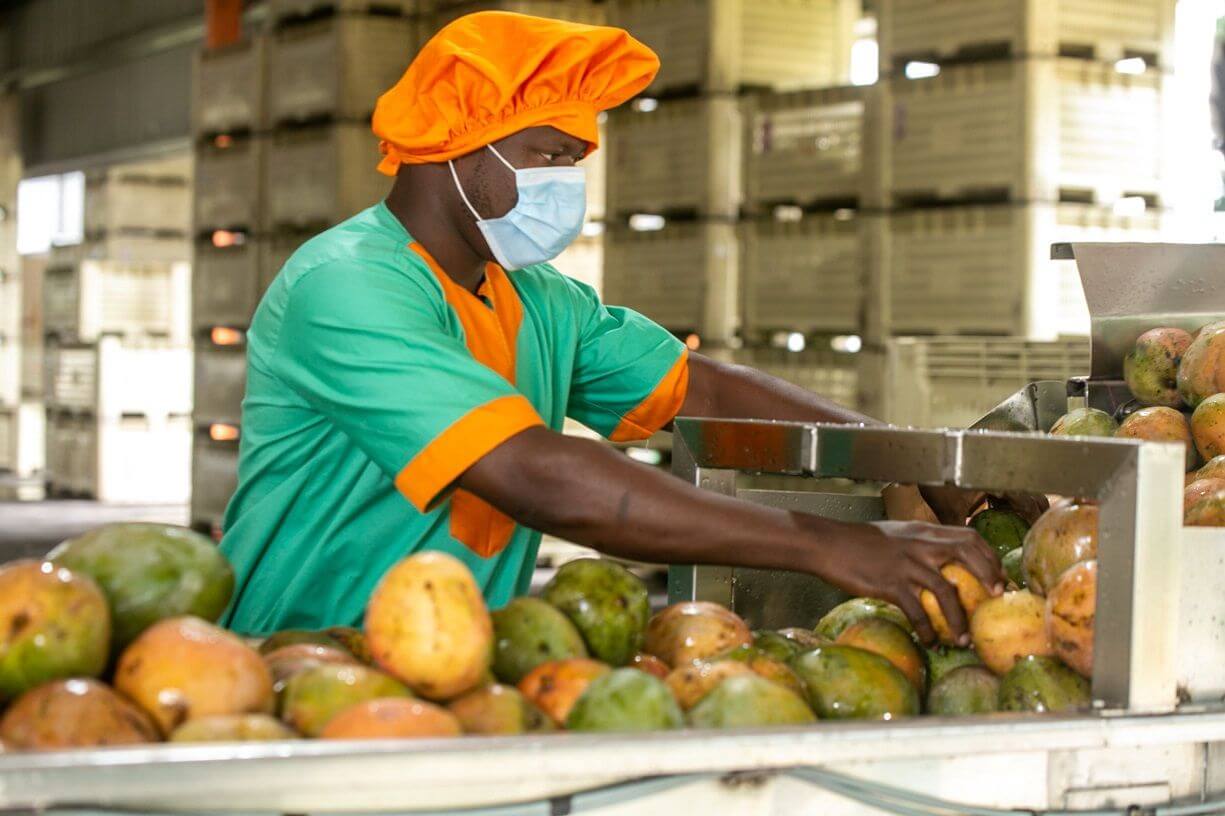 Wallaroo organic mango being inspected after washing