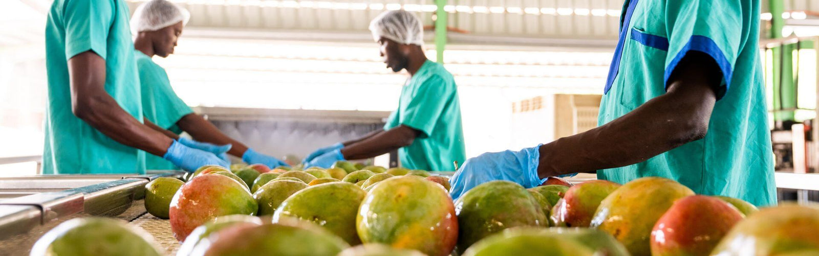 Organic mango now ready for peeling