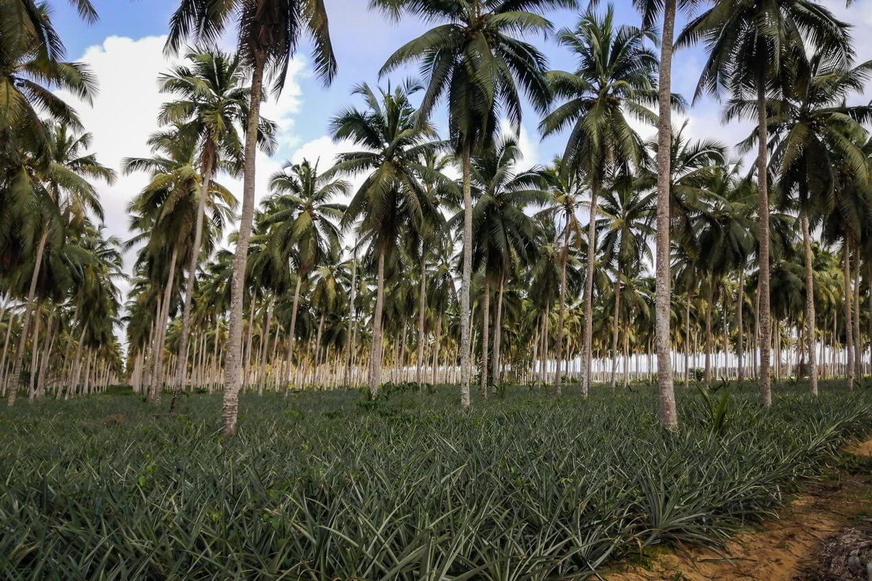 Wallaroo organic dried pineapple chunks