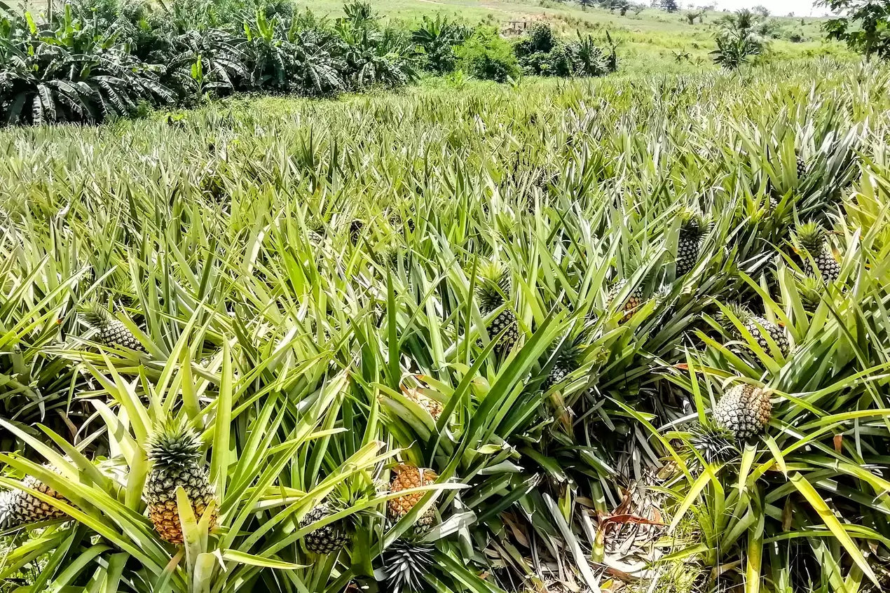 Wallaroo organic dried pineapple chunks
