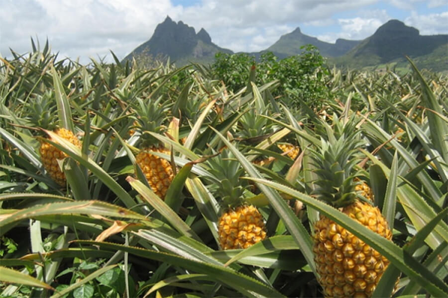 ripe pineapple plants